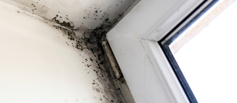 We offer mold inspection services that will help you determine which steps to take to resolve this problem at your Naperville home or business.