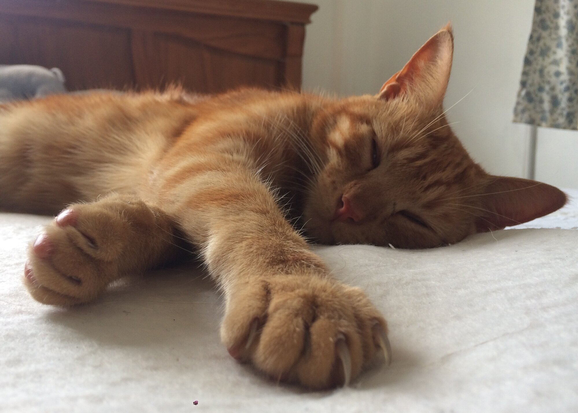 Images Furball All Things Cat Store