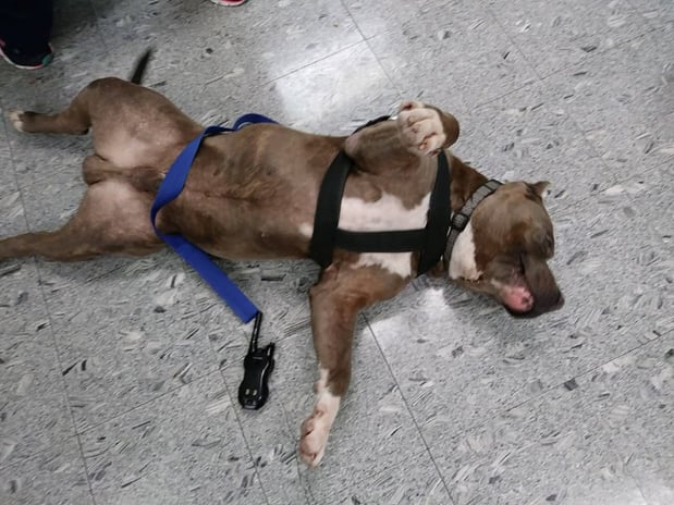 Images Gateway Animal Hospital