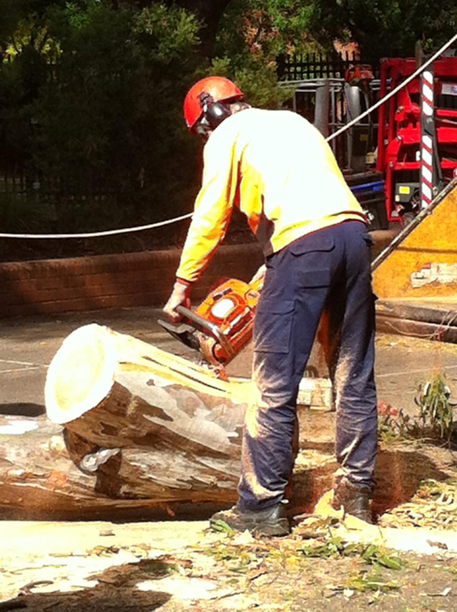 Images Above All Tree Services