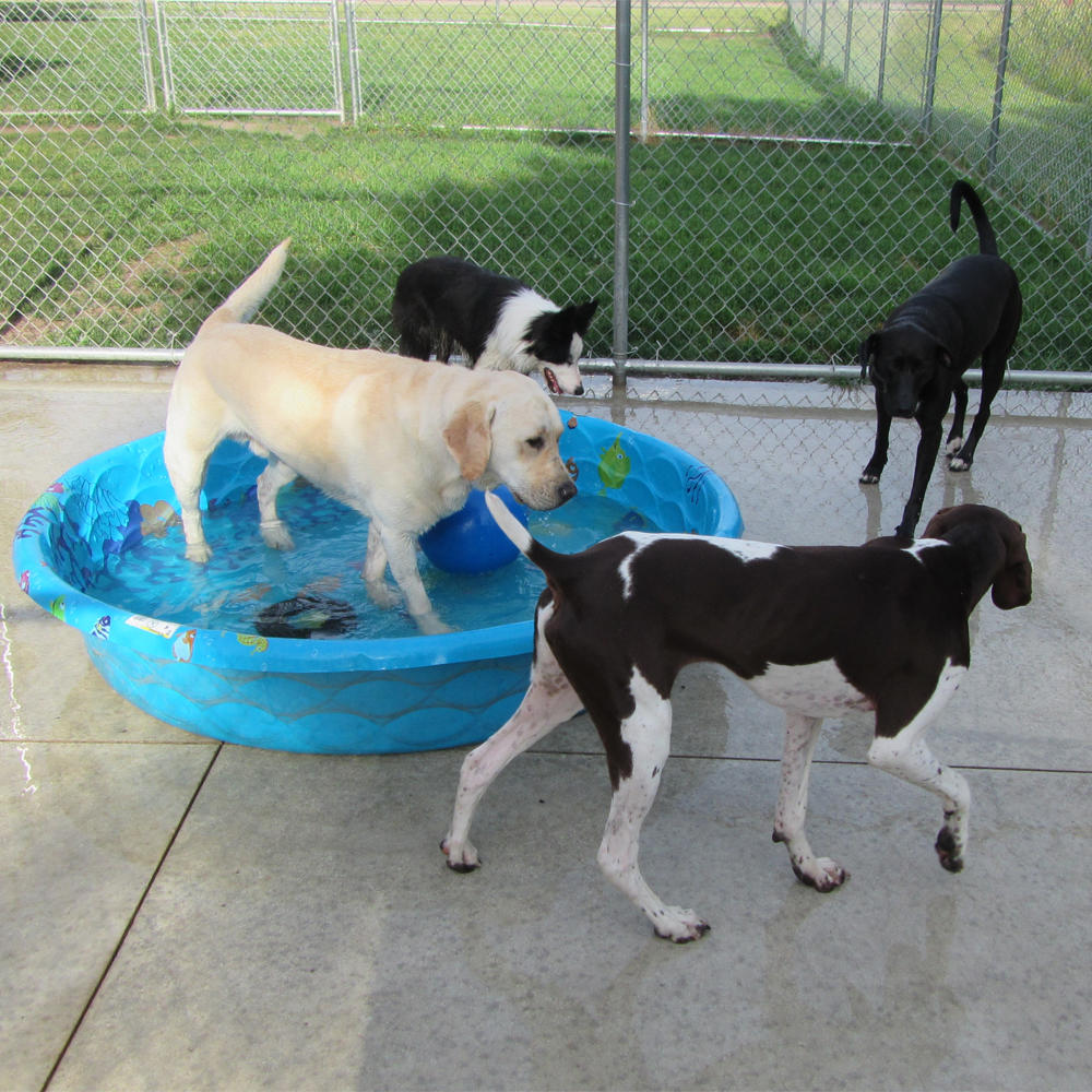 Blaine Kennels Boarding, Training &amp; Daycare Coupons near ...
