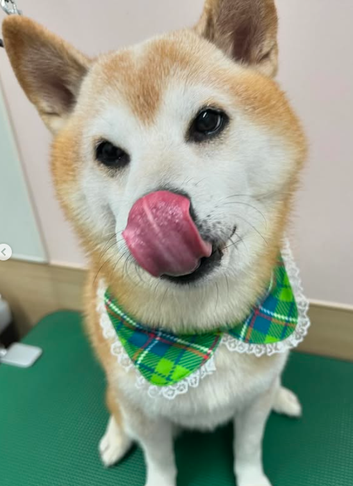 Images 埼大通りどうぶつ病院
