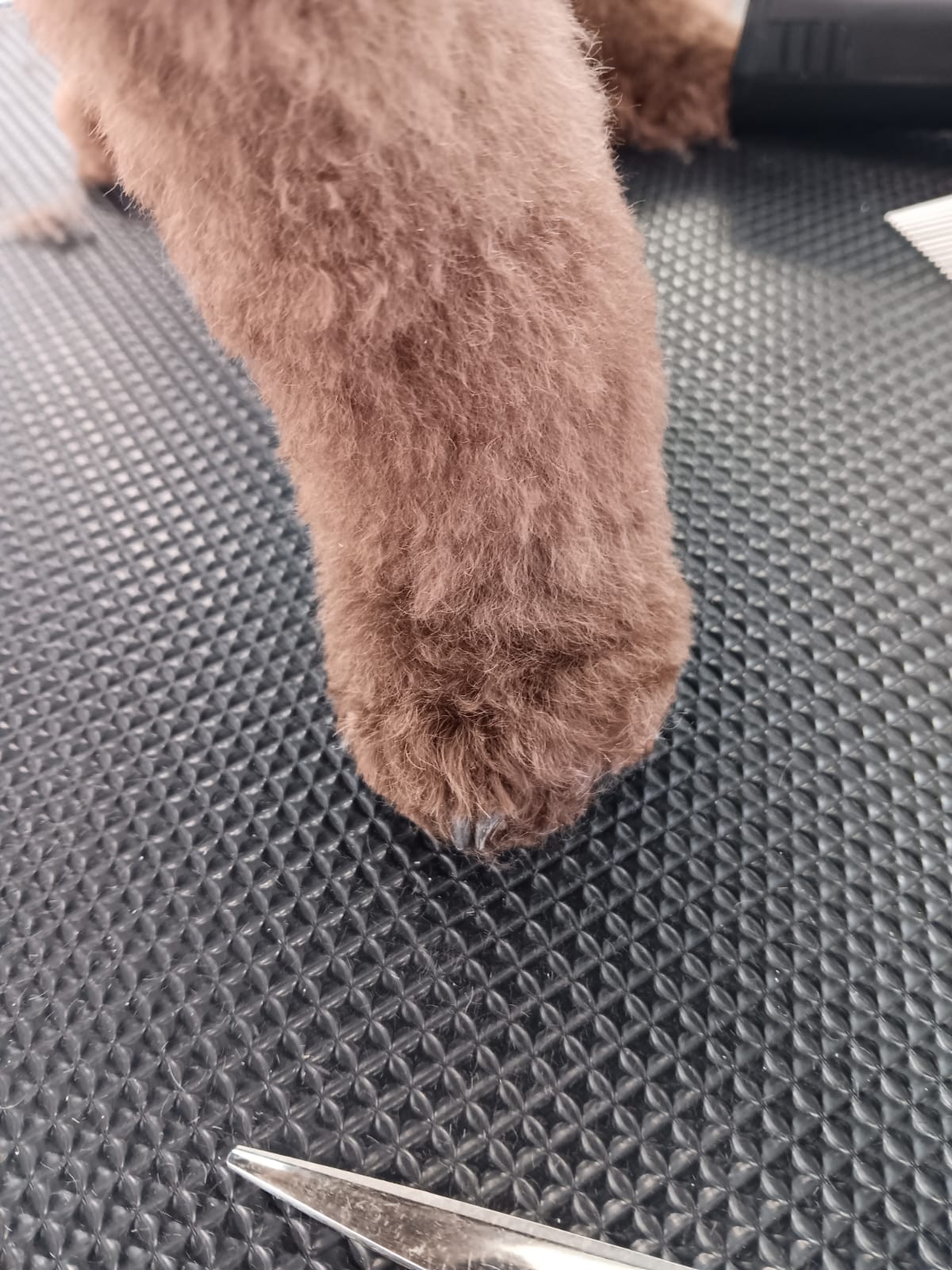 Bilder HUND UM by Sabrina Vogt