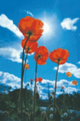 Images La Verde Impresa di Pulizie