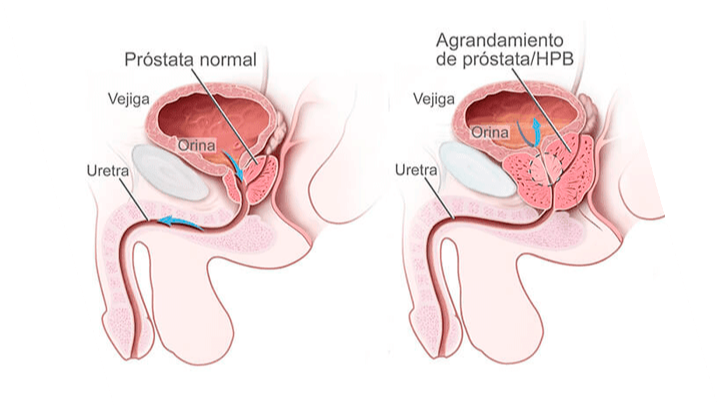 Images Dr. Javier Medrano Sánchez