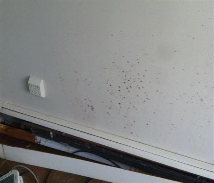 Mold growth from a water damage