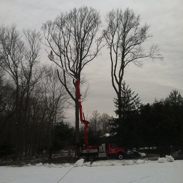 Images White Hills Tree Removal LLC