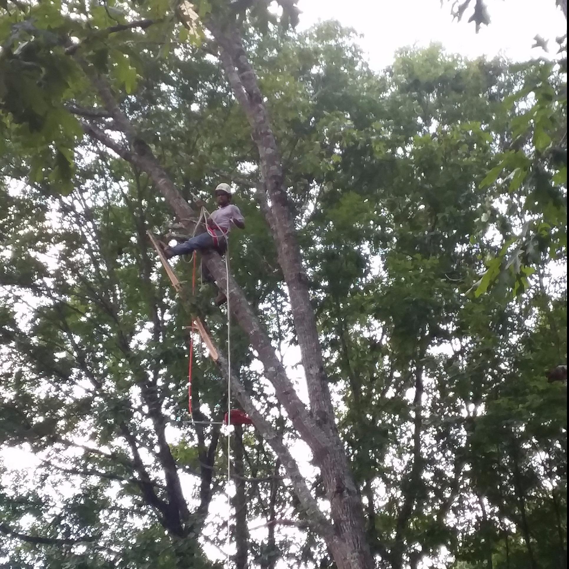Lumberjack Tree Experts