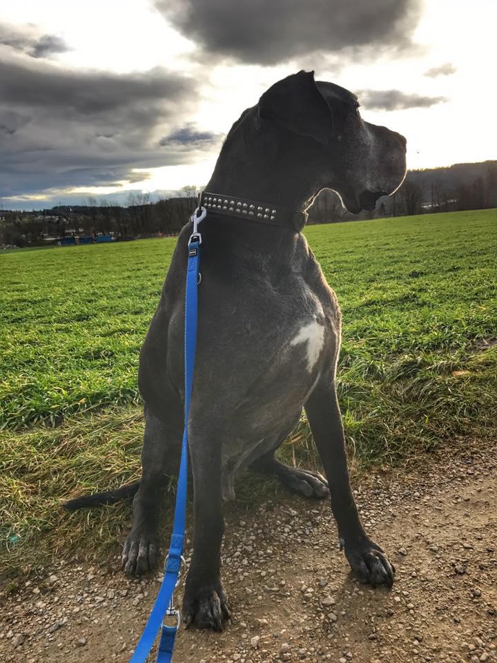 Tierhotel 5 Stern, Grienackerweg 3 in Niedergösgen