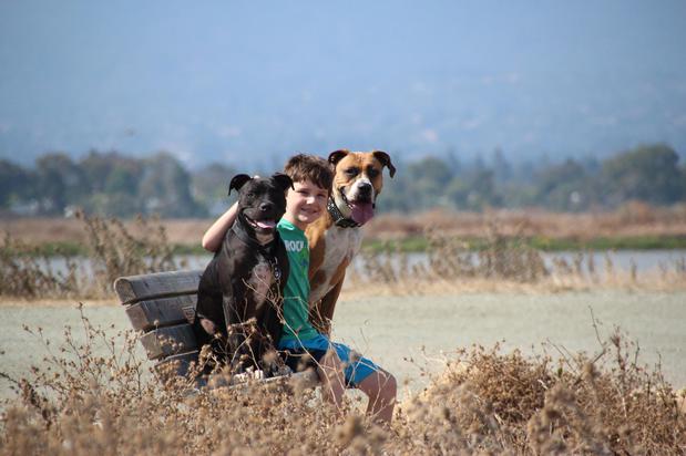 Images Pawfection Pet Care