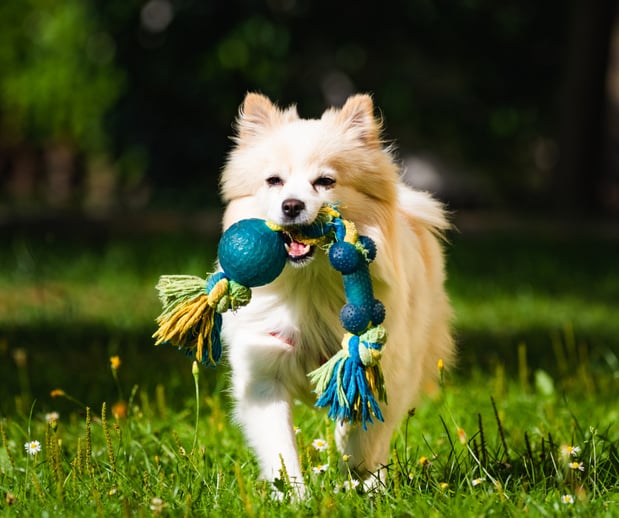 Images Great Outdogs