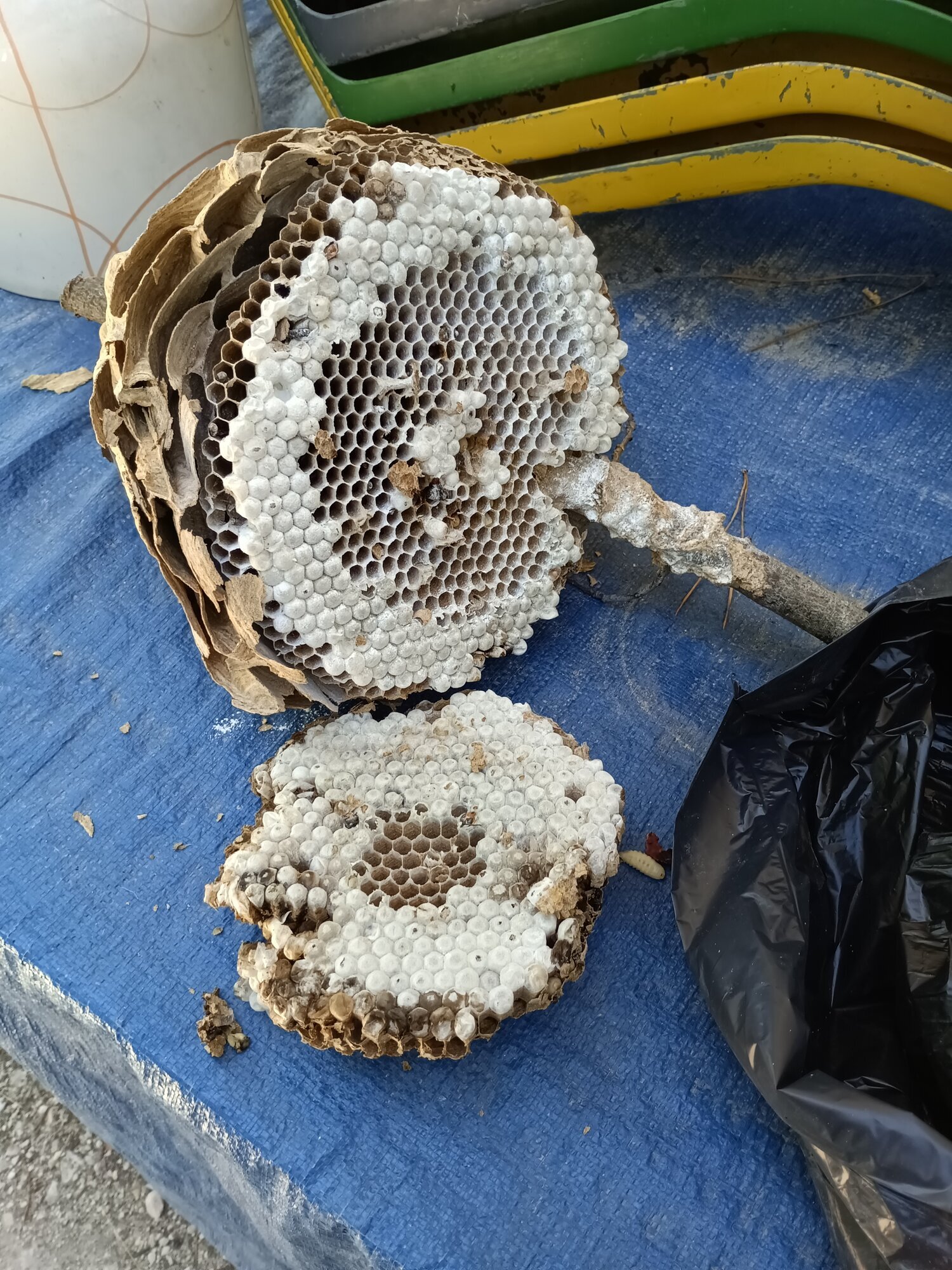 Images CLG Nuisibles-Guêpes-Frelons