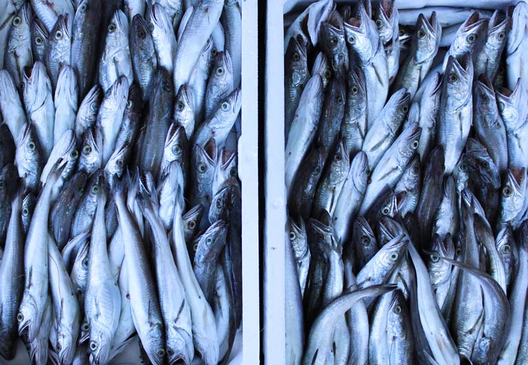 Bild 4 von Gastro Fisch Brac