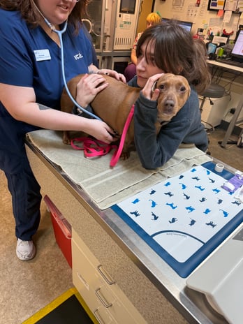 Images VCA Southeast Portland Animal Hospital