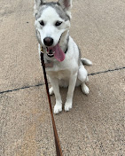 Images Dog Pawpa K9 Connection