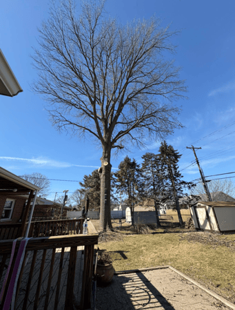 Images Mason Tree Service