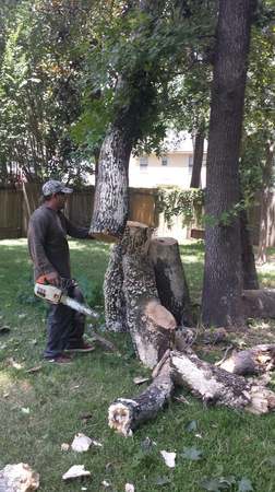 Images TNT Tree Service