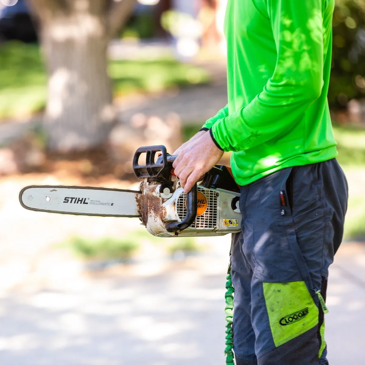 South Valley Tree Image