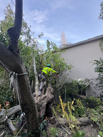 Images Cruz Tree Service