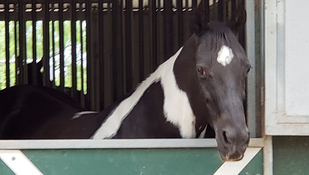 Images La Bota Ranch Equestrian Center