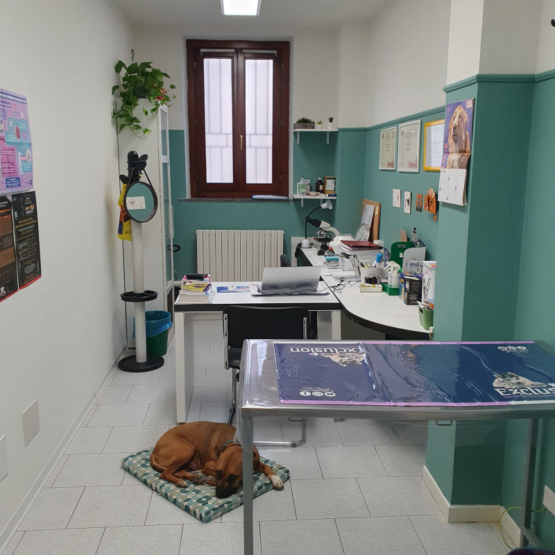 Images Ambulatorio Veterinario Arte Medica - d.ssa Conti Federica