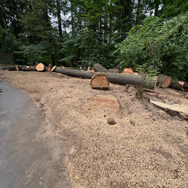 Images Alexa's Tree Service