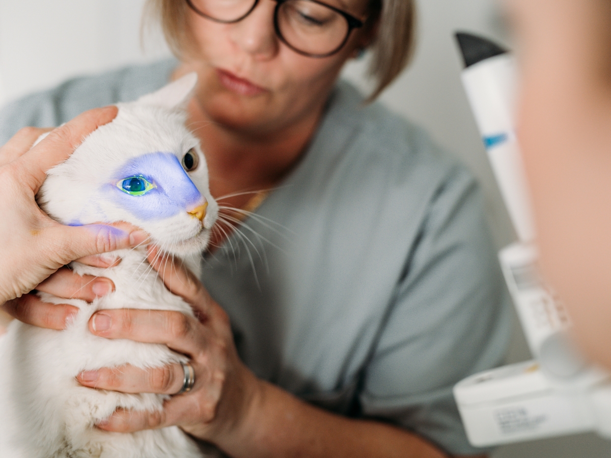 Bilder Tierarzt Vormum Berlin-Mahlsdorf, Tierarztpraxis am Wildrosengehölz