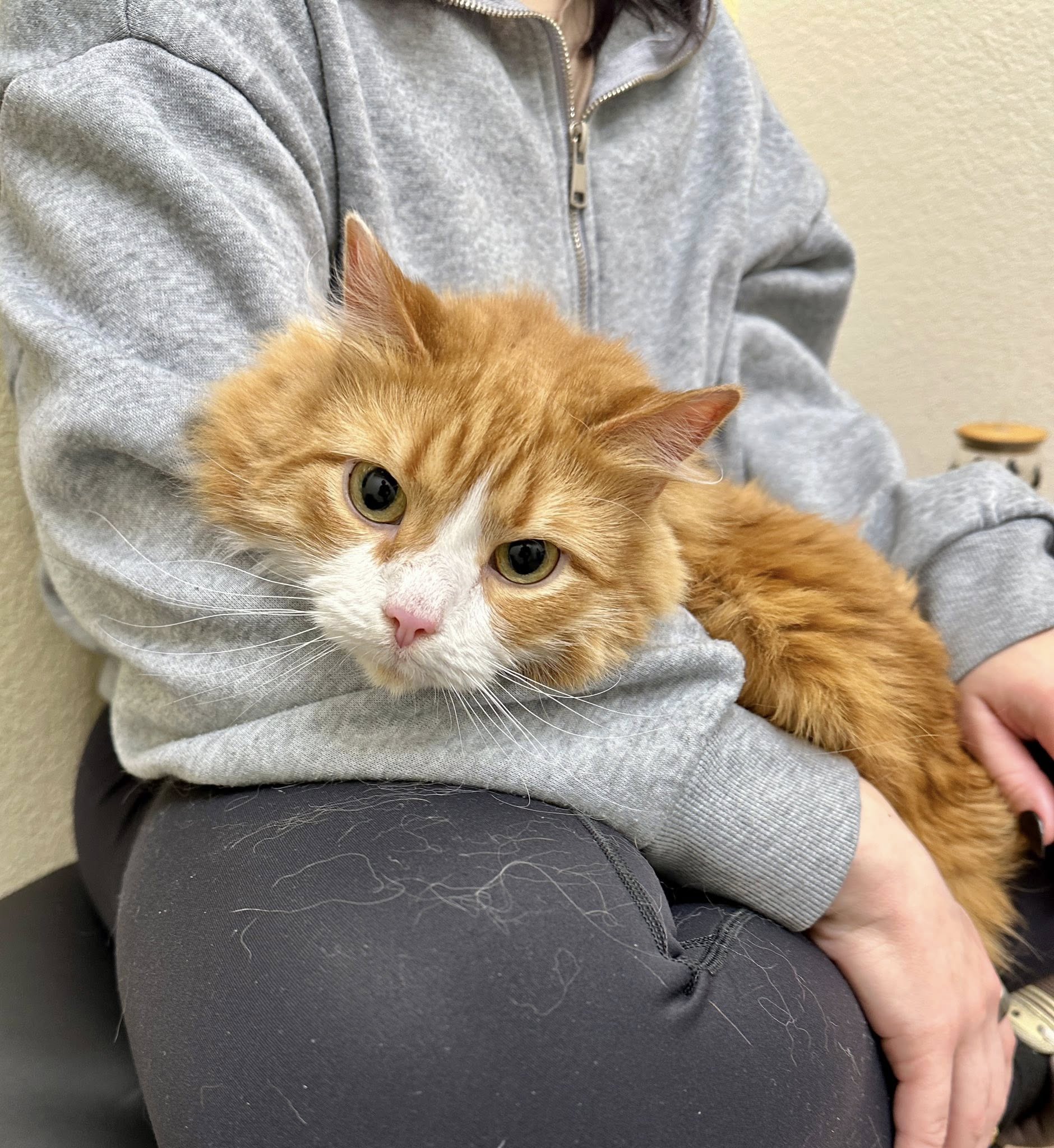 CityVet | Providence cat patient!