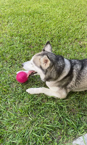 Happy at Home Pet Sitting Image