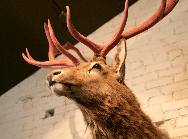 Images Velvet Elk Lounge