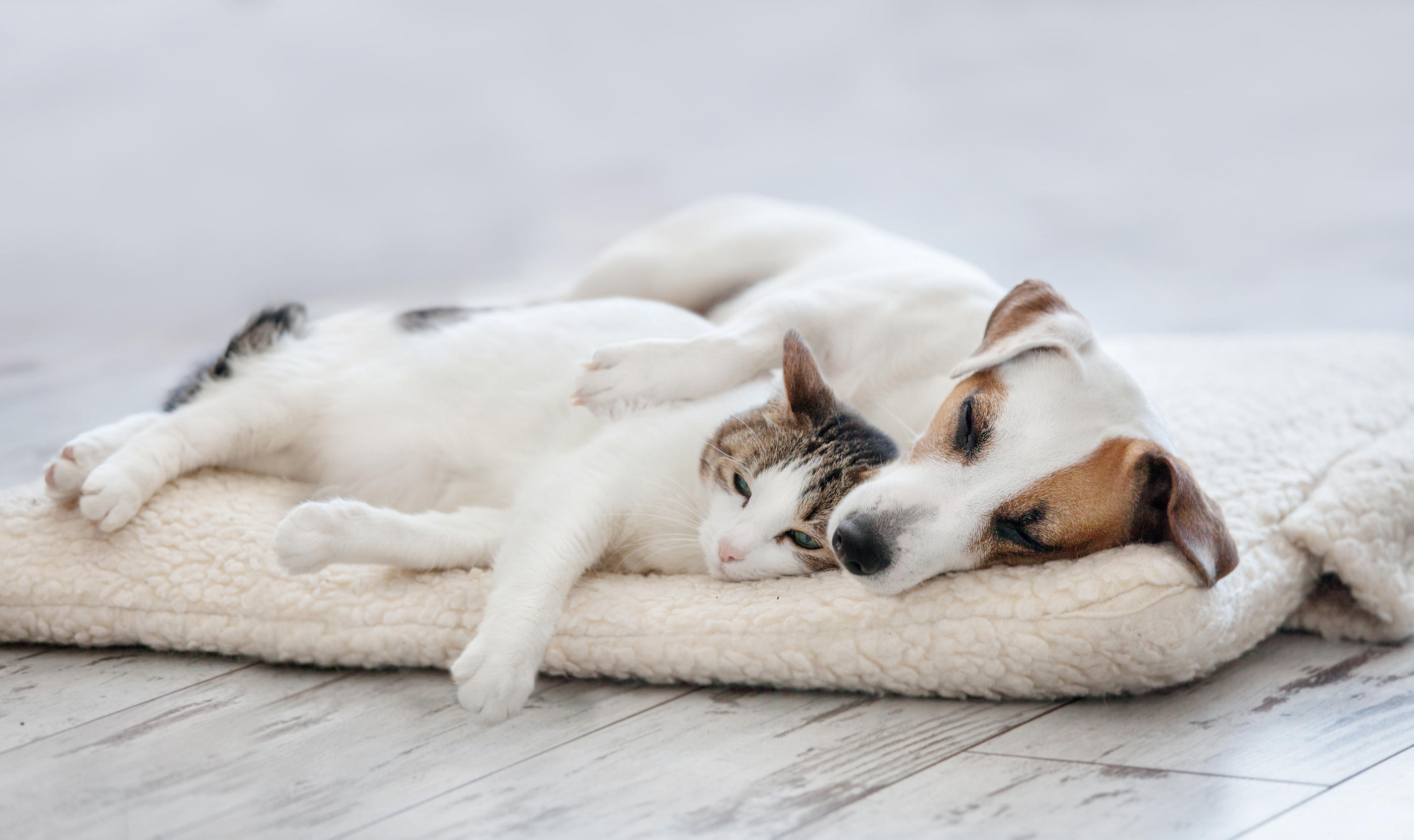 Finding Emergency Vets in the USA