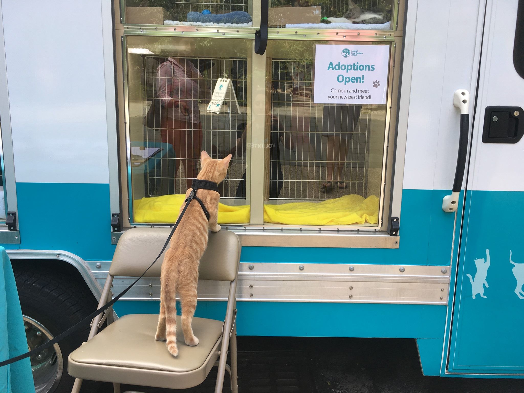 Image of Local Pet Event My Natural Pet & ACC Mobile Adoption Event in Bay Ridge Nearby