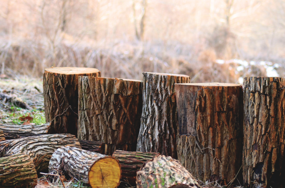 John Dossey Tree Service