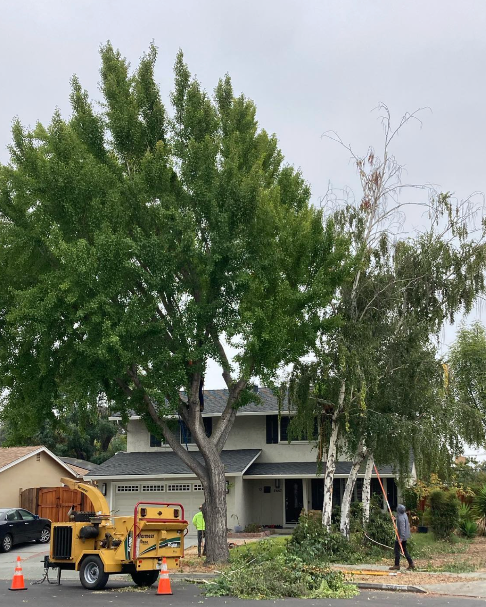 Majestic Tree Service