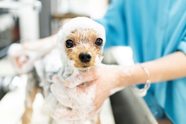 Images My Pet Dog トリミングルーム