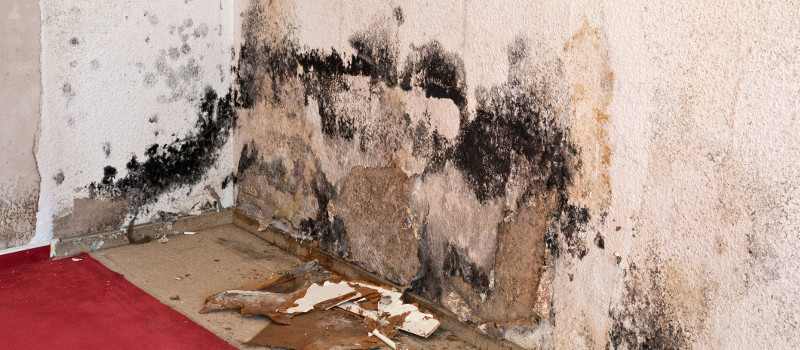 Our mold services include inspections, testing, remediation and removal, and we’ll help you determine which steps to take in the Naperville area.