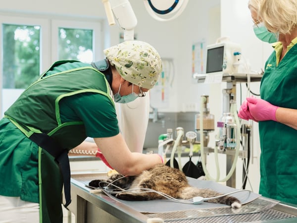 Bilder Tierarzt Gütersloh, Kleintierpraxis Isselhorst