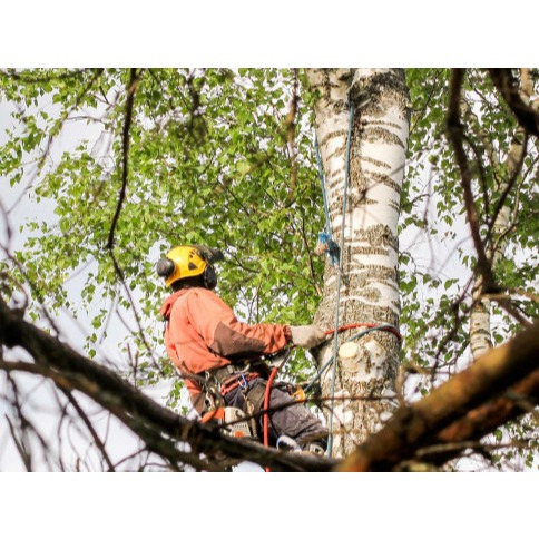 Buena Vista Tree Service Logo