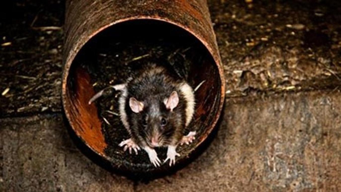 Images Rørvig Byg ApS