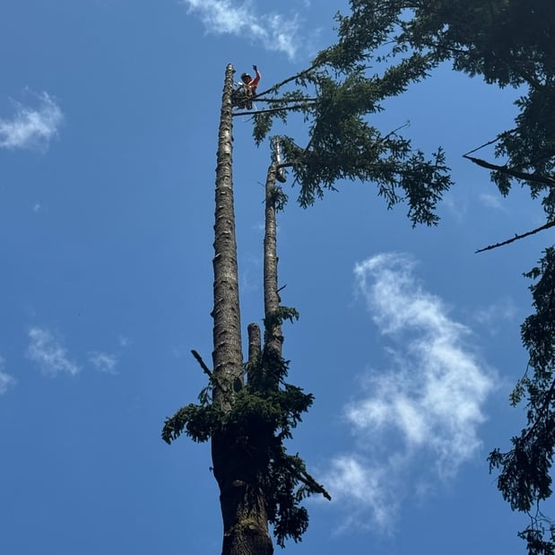 Images Alexa's Tree Service