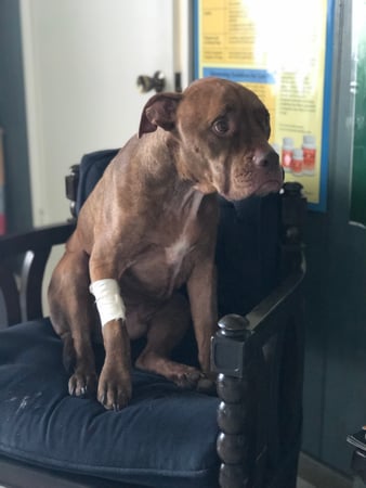 Images Melrose La Brea Animal Hospital