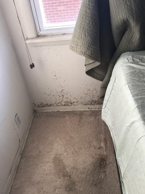 Can you spot the mold? SERVPRO of Ozone Park/Jamaica Bay can and we are Here to Help.