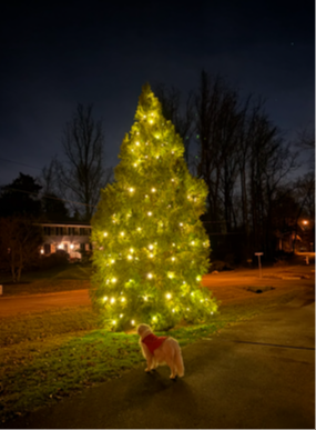 Front-yard evergreen tree wrapped top to bottom in warm white Christmas lights. 