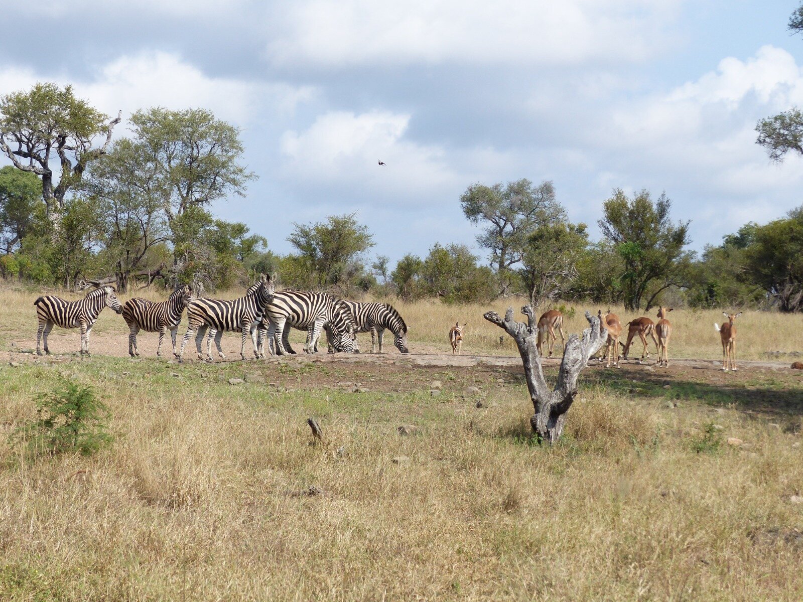 Images Knap Tours