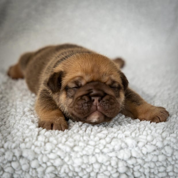 Images Gold Paw Canine
