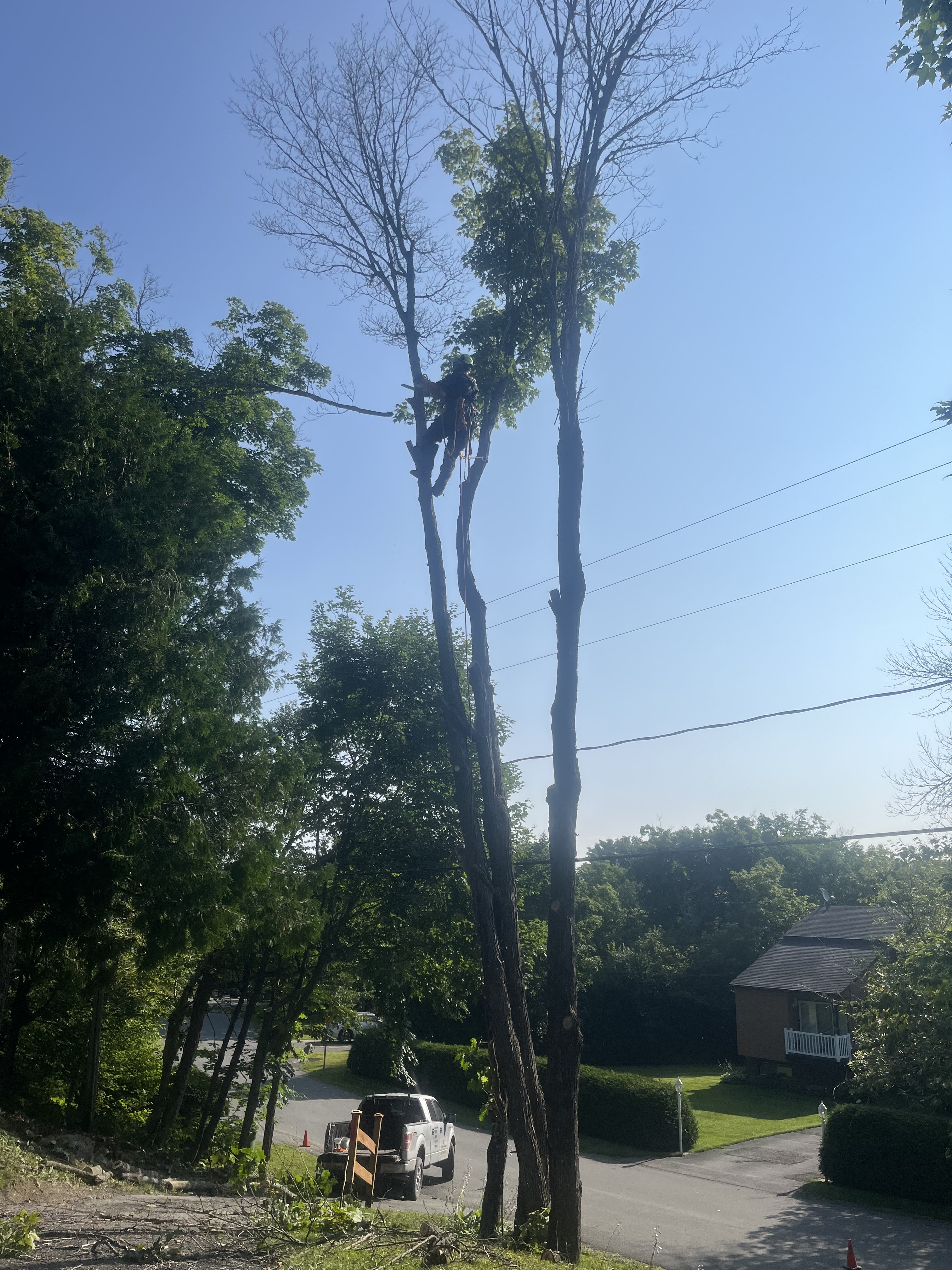 Images Élagage Frère d'Arbres