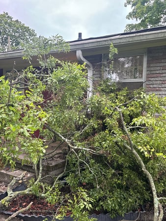 Images Tree Masters of Tennessee