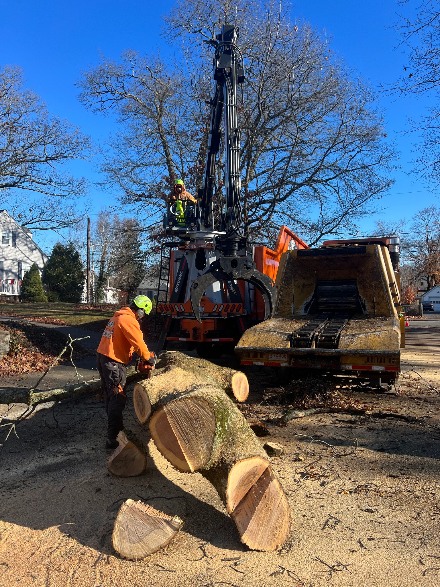 Walnut Tree Service Image