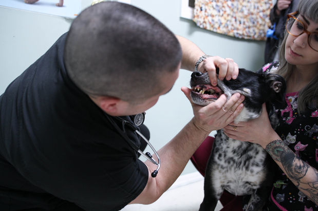 Images Farmingdale Dog & Cat Clinic