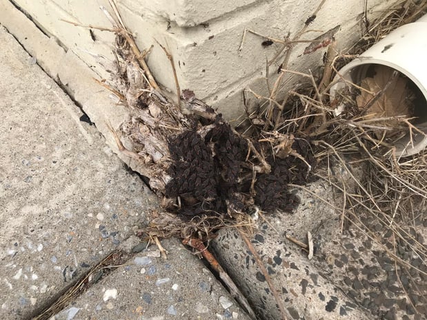 Images Advanced Termite and Pest Control